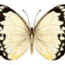 Butterflies described in 1805