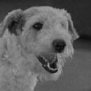 After the Thin Man - Asta