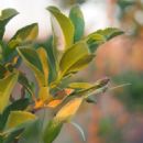 Taxa named by George Claridge Druce