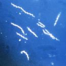 Bacteria described in 1994