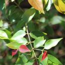 Taxa named by Betsy Rivers Jackes