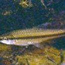 Taxa named by Franklin F. Snelson Jr