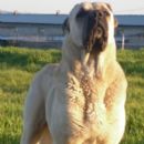 Aksaray Malaklisi dog