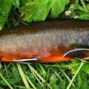 Endemic fauna of Kamchatka