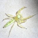 Spiders described in 1885
