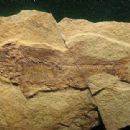 Kishenehn Formation