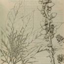 Taxa named by Engkik Soepadmo