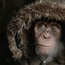 War for the Planet of the Apes (2017) - 454 x 247