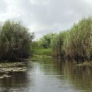 Wetlands of the Caribbean