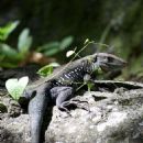 Endemic fauna of Dominica