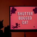 Shutter Bugged Cat