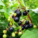 Vaccinium arctostaphylos