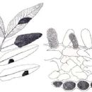 Taxa named by Franz Oberwinkler