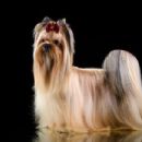 Russian Salon Dog