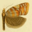 Taxa by Polish author