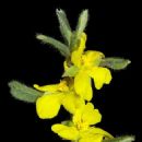 Taxa named by Ernst Gottlieb von Steudel