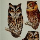 Taxa named by Frank R. Lambert