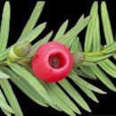 Flora of the Alps