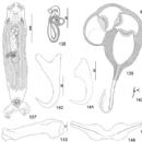 Animals described in 1984