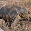 Taxa named by Amy Lathrop