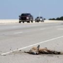 Roadkill