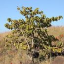 Crops originating from South Africa