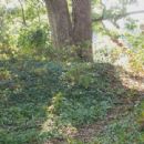 Fort Ethan Allen (Arlington, Virginia)
