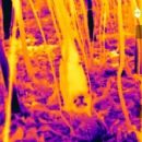 Heat waves in Oceania