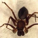 Spiders described in 1949