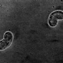 Veterinary parasitology