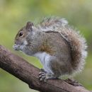 Invasive animal species in Europe