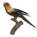 Years in birding and ornithology