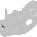 Taxa named by Dierdré A. Snijman