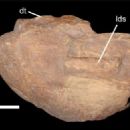 Late Triassic tetrapods