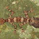 Taxa named by Conrad J. Hoskin