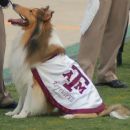 Reveille (dog)