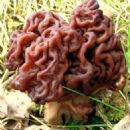 Deadly fungi