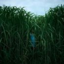 In the Tall Grass (2019) - 454 x 290