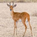 Bohor reedbuck