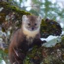 Newfoundland pine marten