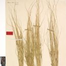 Taxa named by Harry Allan
