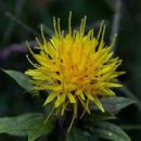 Safflower