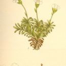Flora of Subarctic America