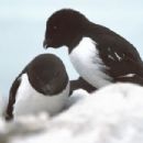 Fauna of Svalbard
