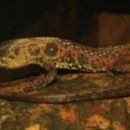 Taxa named by German Chavez