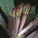 Taxa named by Carl Ludwig Willdenow