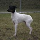 Japanese Terrier