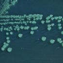 Bacteria described in 1949