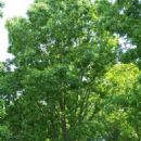 Pecan