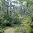 Forest ecology
